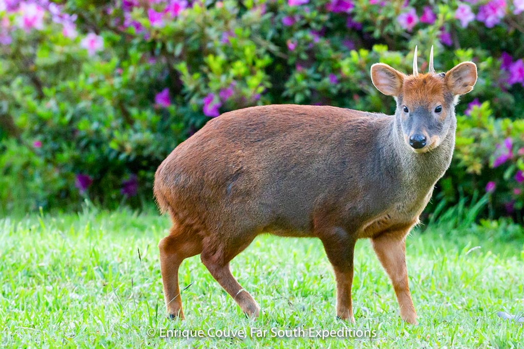 Between Desert and Forest - Chile's Deer - Far South Expeditions