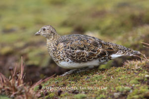 White-bellied Seedsnipe (Attagis malouinus) © Sebastian Saiter, Far South Exp