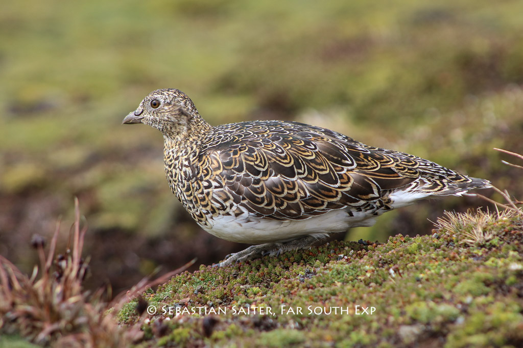 White-bellied Seedsnipe (Attagis malouinus) © Sebastian Saiter, Far South Exp