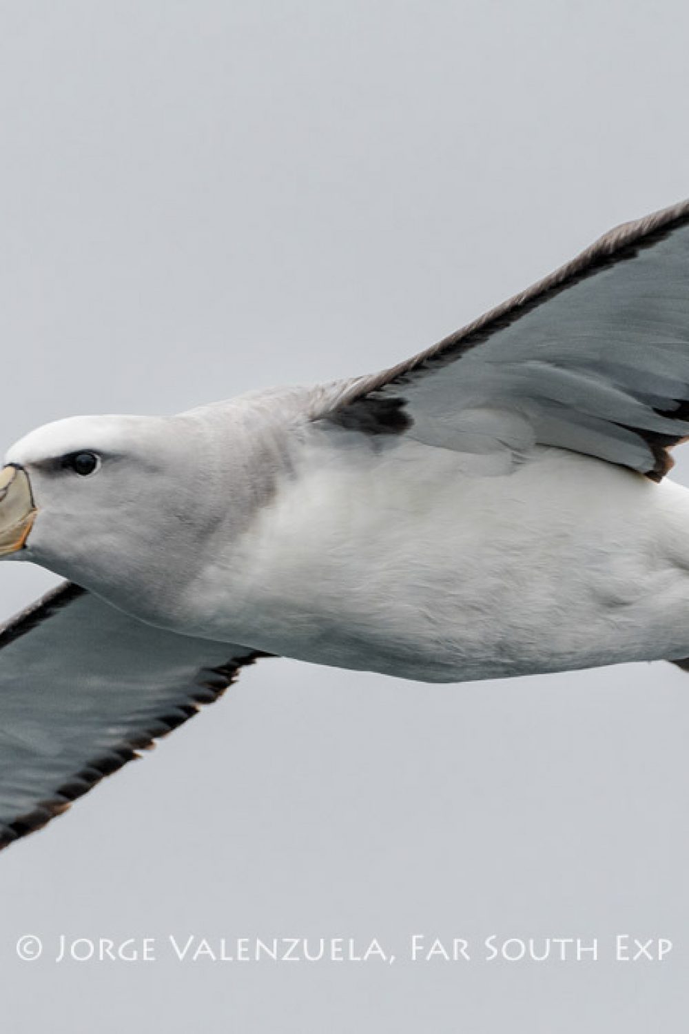 Salvin’s Albatross, Valparaiso, Chile © Jorge Valenzuela, Far South Exp