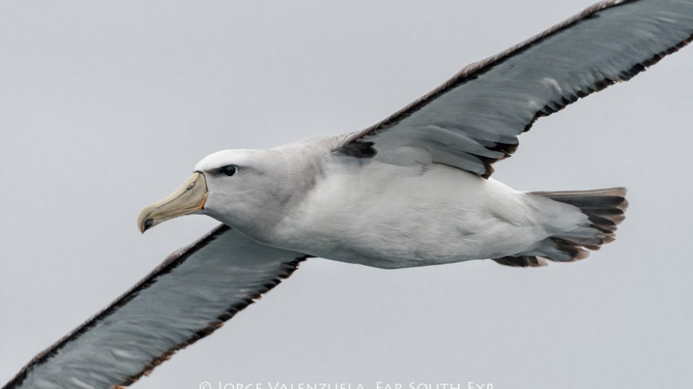 humboldt current pelagics