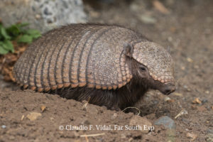 Big Hairy Armadillo (Chaetophractus villosus) © Claudio F. Vidal, Far South Exp