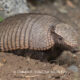 The Secret Life of Armadillos