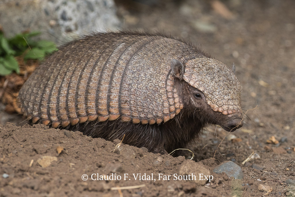 Big Hairy Armadillo (Chaetophractus villosus) © Claudio F. Vidal, Far South Exp