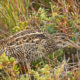 Fuegian Snipe, the mysterious bird of the Patagonian tundra