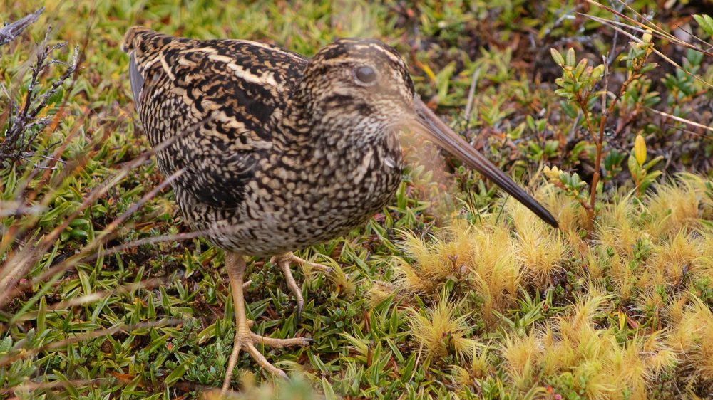 Fuegian-Snipe-Becasina grande-Saiter-Far-South-Expeditions