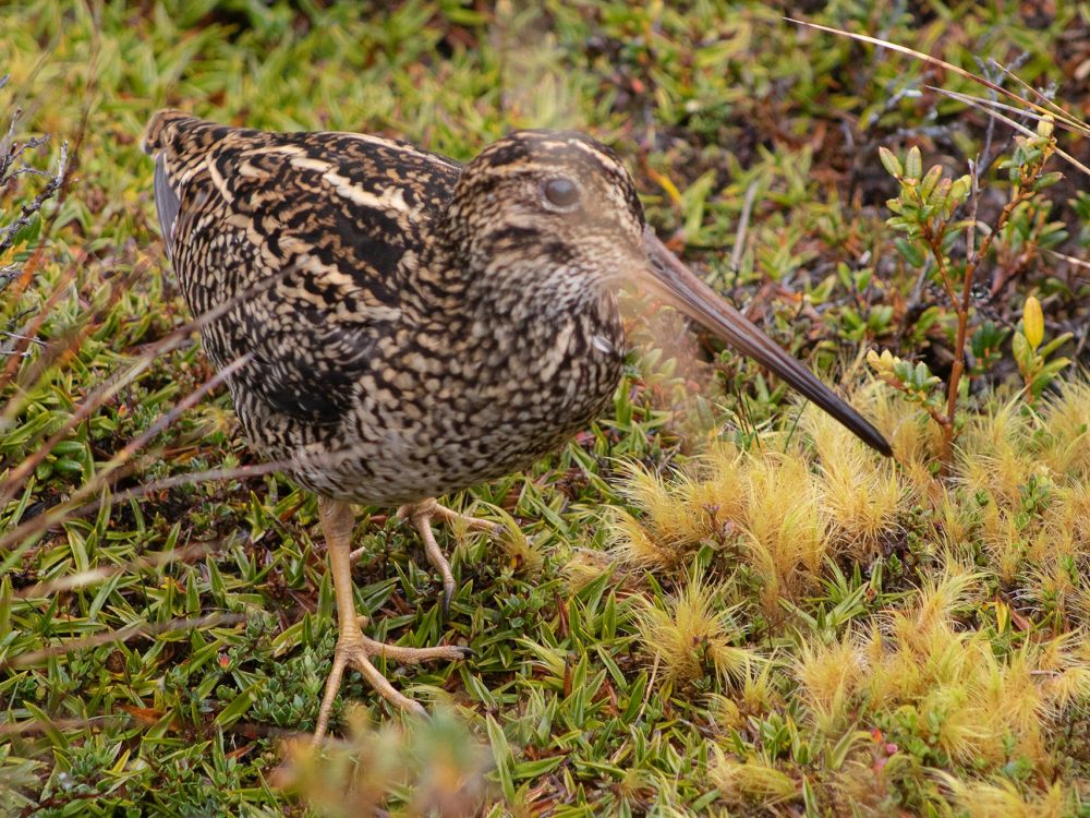 Fuegian-Snipe-Becasina grande-Saiter-Far-South-Expeditions