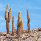 Cardón (Echinopsis atacamensis), un gigante en el desierto