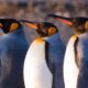 King Penguin in Tierra del Fuego – Molting, Reproduction and Conservation