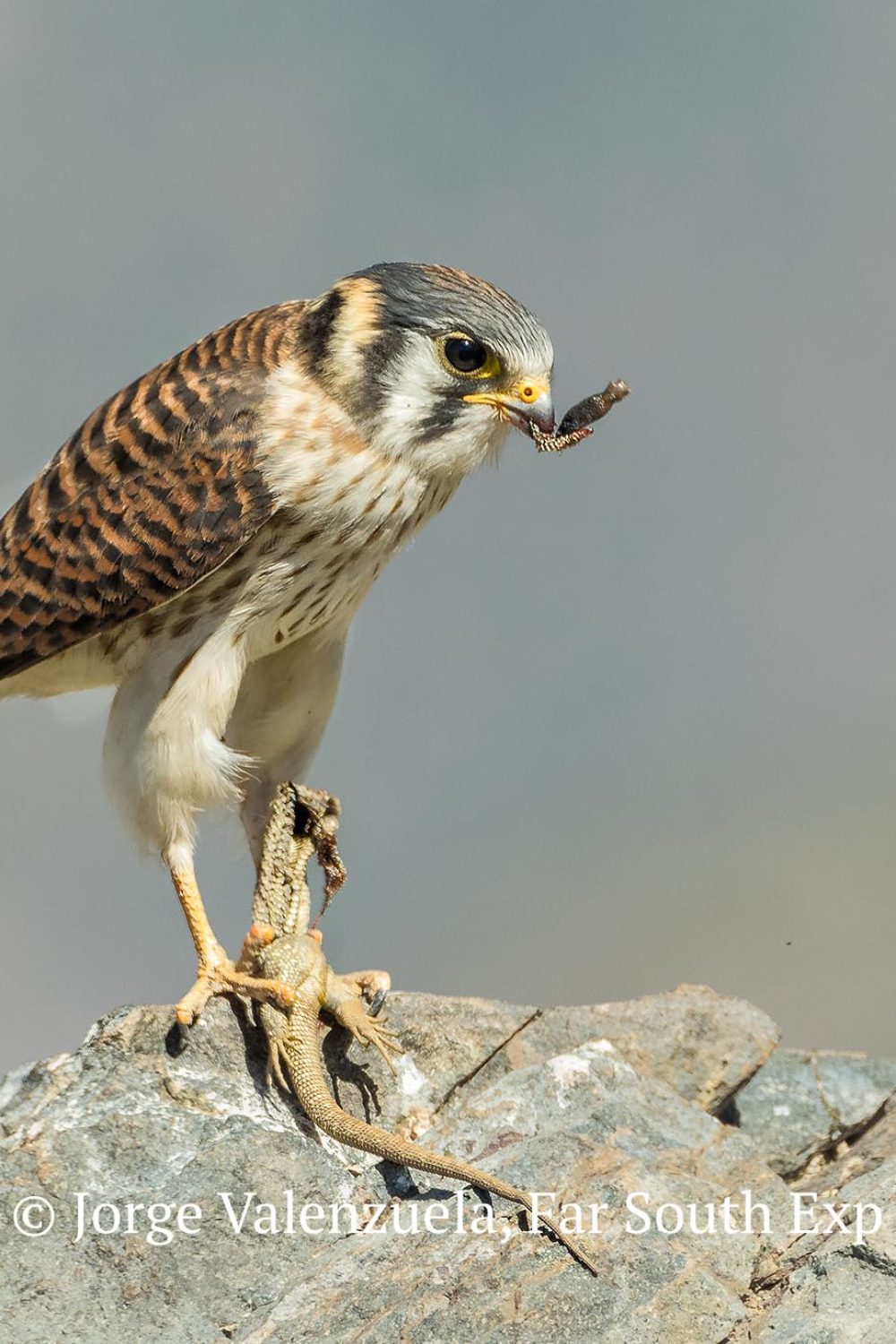 American-Kestrel