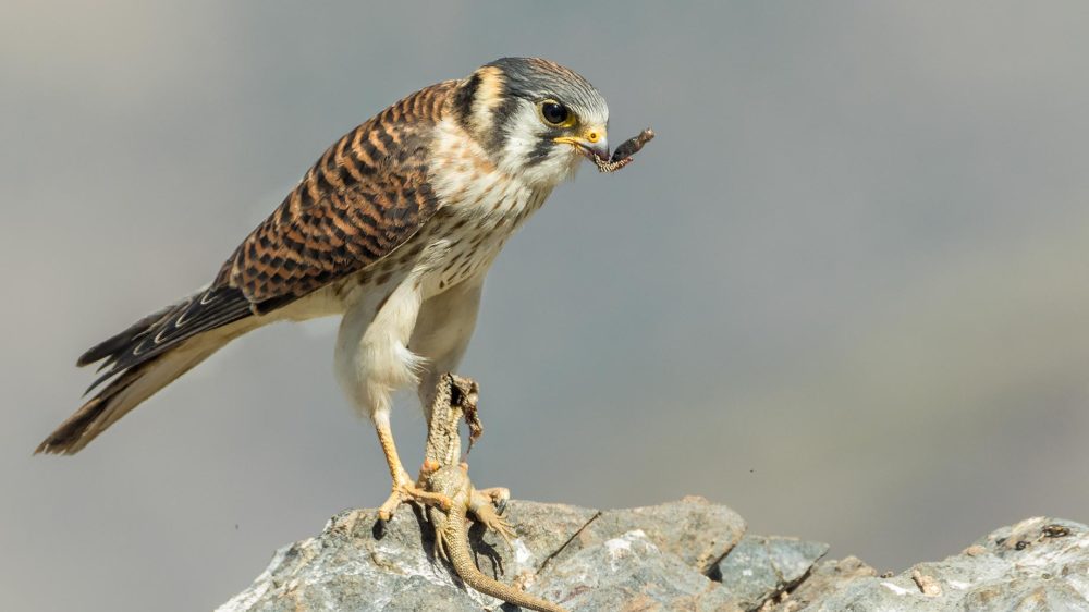 American-Kestrel