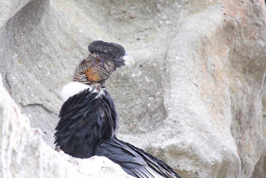 Patagonia condor watching trips