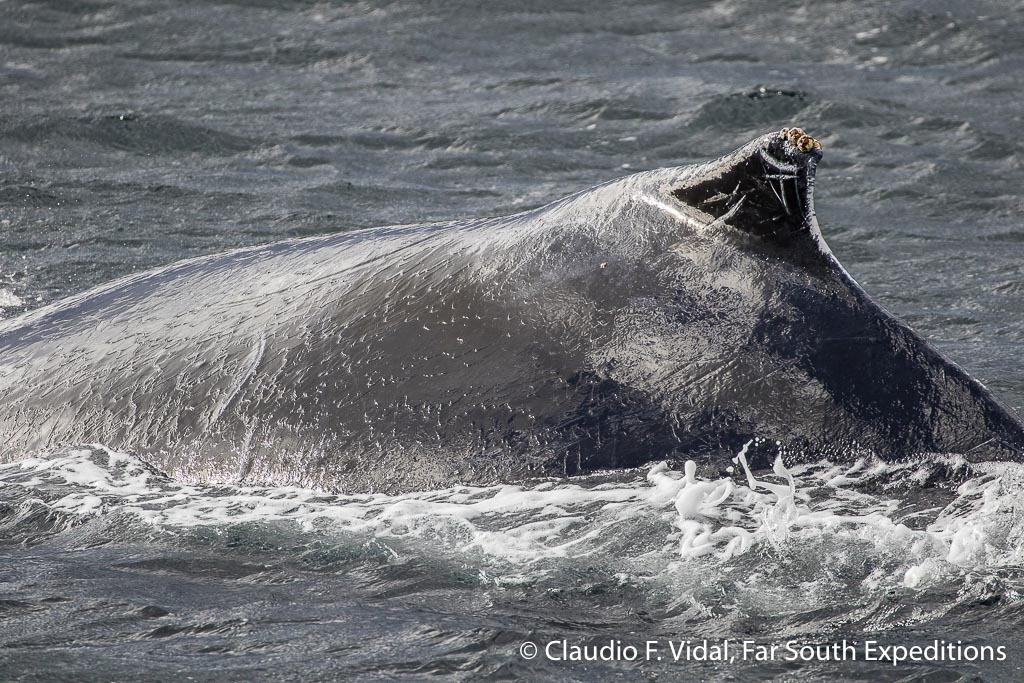 Patagonia Humpback Whales Trips | Whale-watching tours | Far South Exp