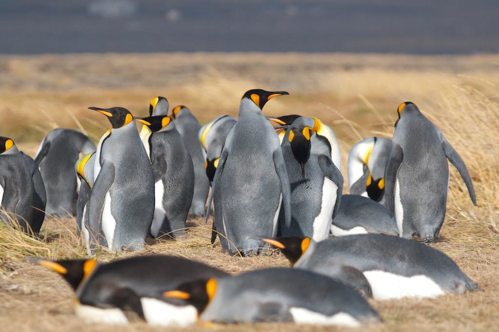 King Penguin tours in Tierra del Fuego | Patagonia trips | Far South Exp