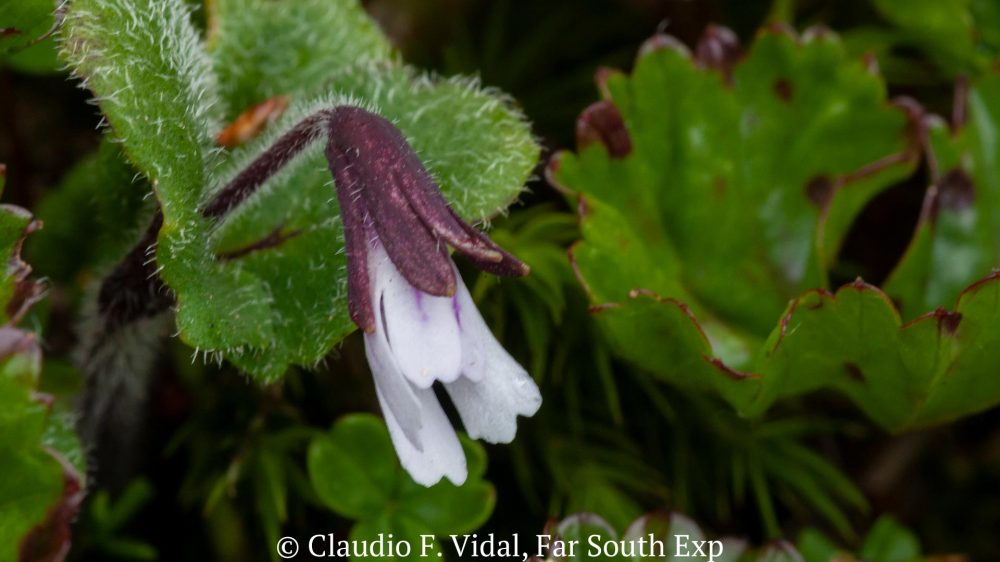 Pinguicula antarctica