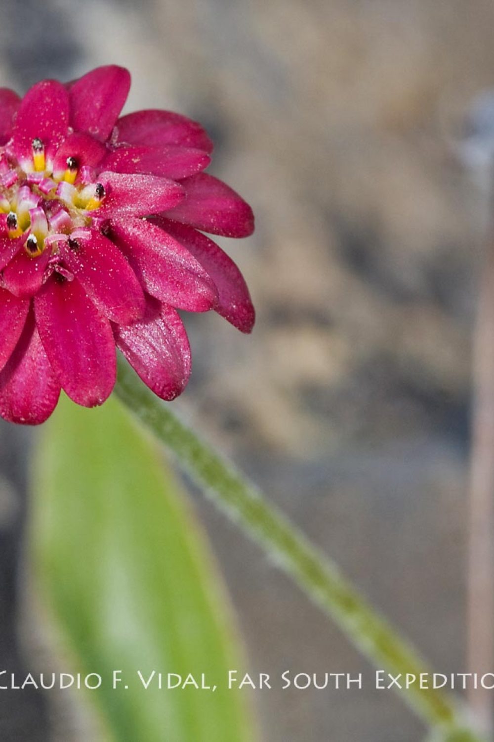 Patagonia Botanical Tour-0115