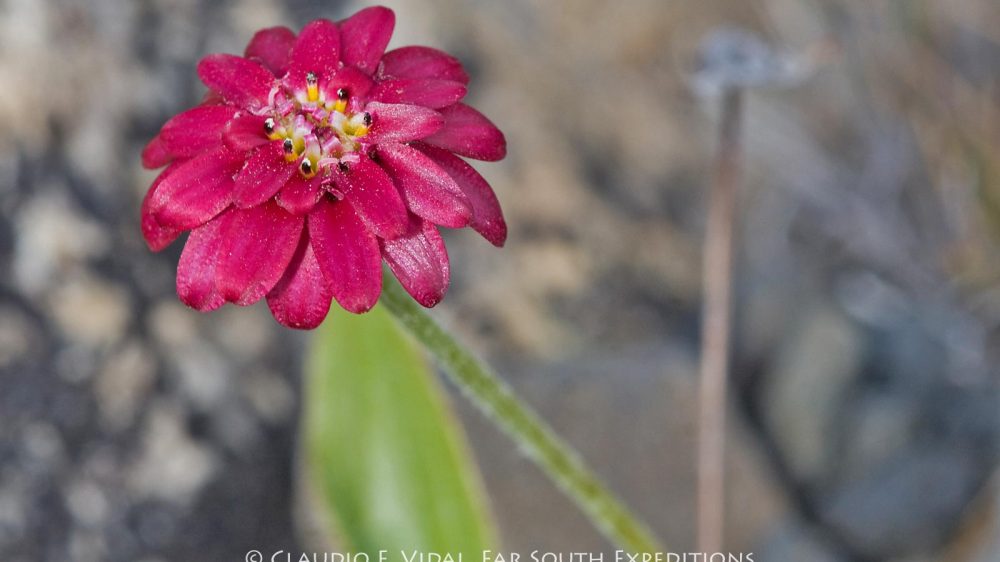 Patagonia Botanical Tour-0115