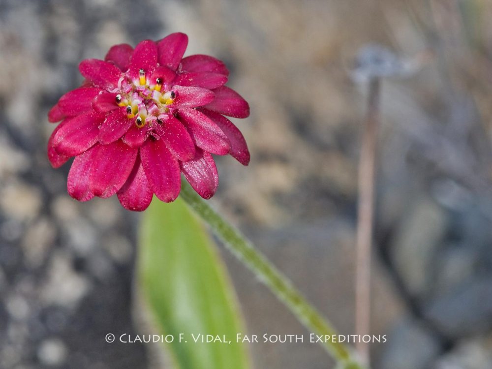 Patagonia Botanical Tour-0115