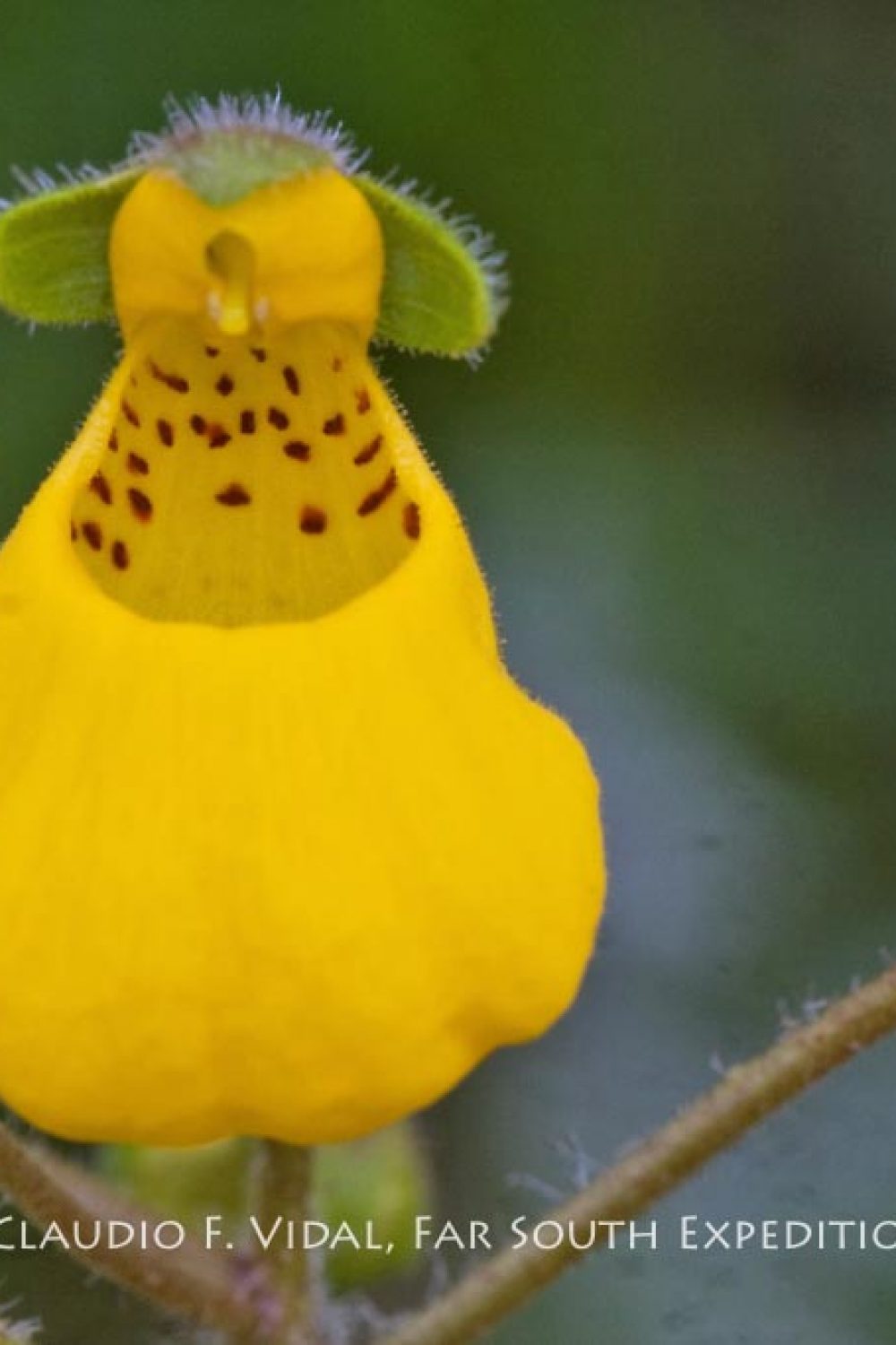 Calceolaria biflora, Fam. Scrophulariaceae © Claudio F. Vidal, Far South Exp