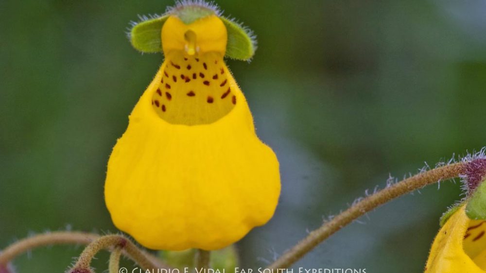 Calceolaria biflora, Fam. Scrophulariaceae © Claudio F. Vidal, Far South Exp