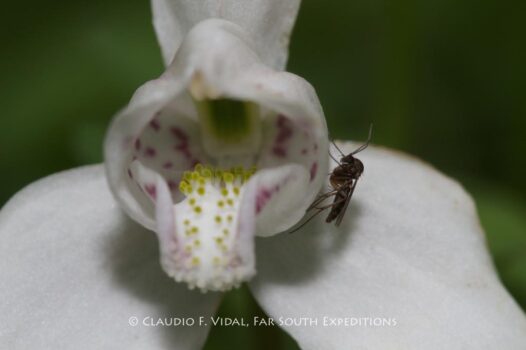 patagonia botanical tour