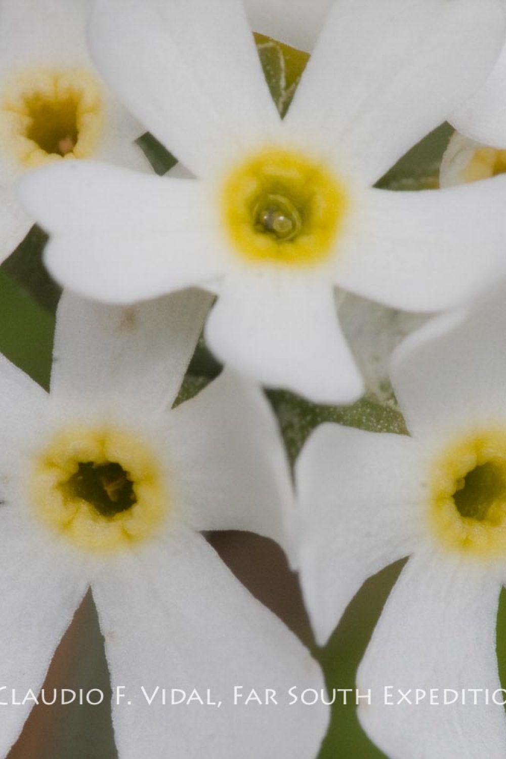 Patagonia Botanical Tour-4932