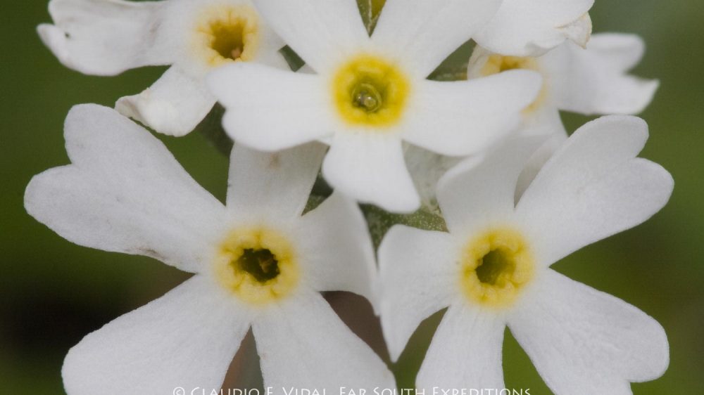 Patagonia Botanical Tour-4932