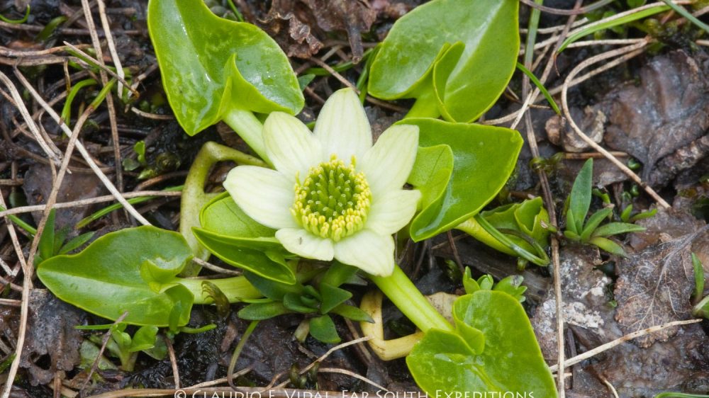 Patagonia Botanical Tour-4949