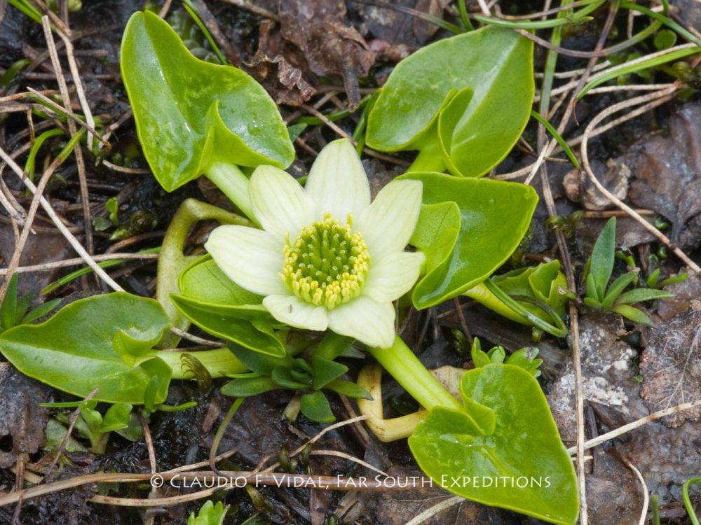 Patagonia Botanical Tour-4949