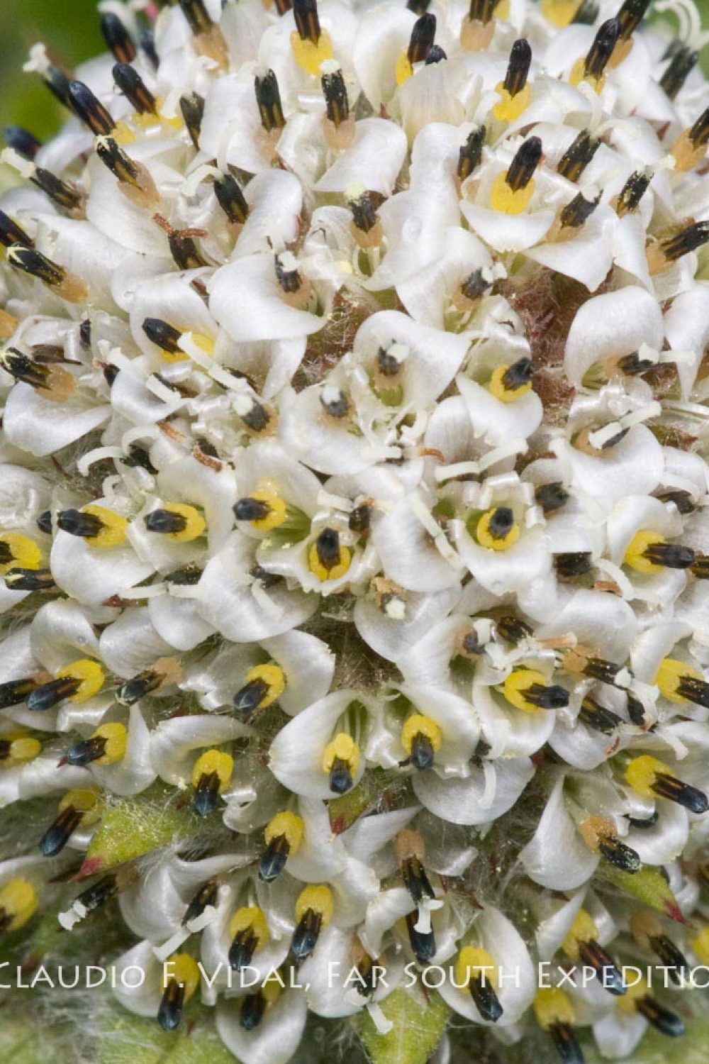 Patagonia Botanical Tour-5020