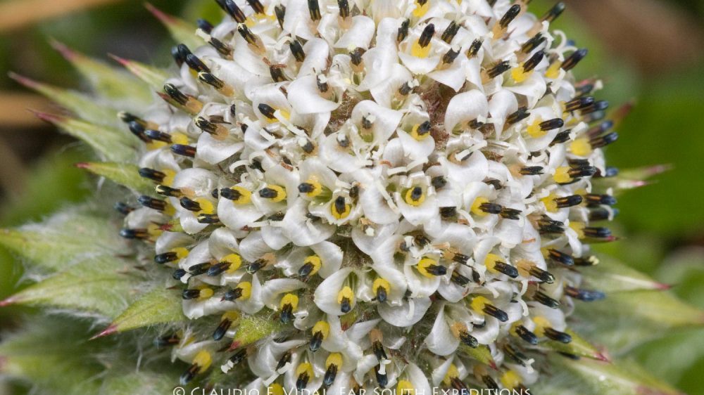 Patagonia Botanical Tour-5020