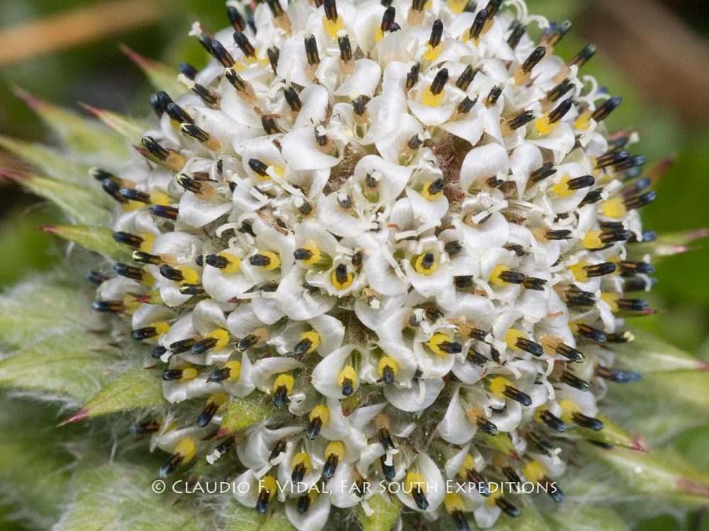 Patagonia Botanical Tour-5020