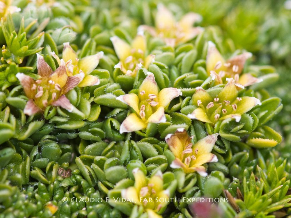 Patagonia Botanical Tour-5038