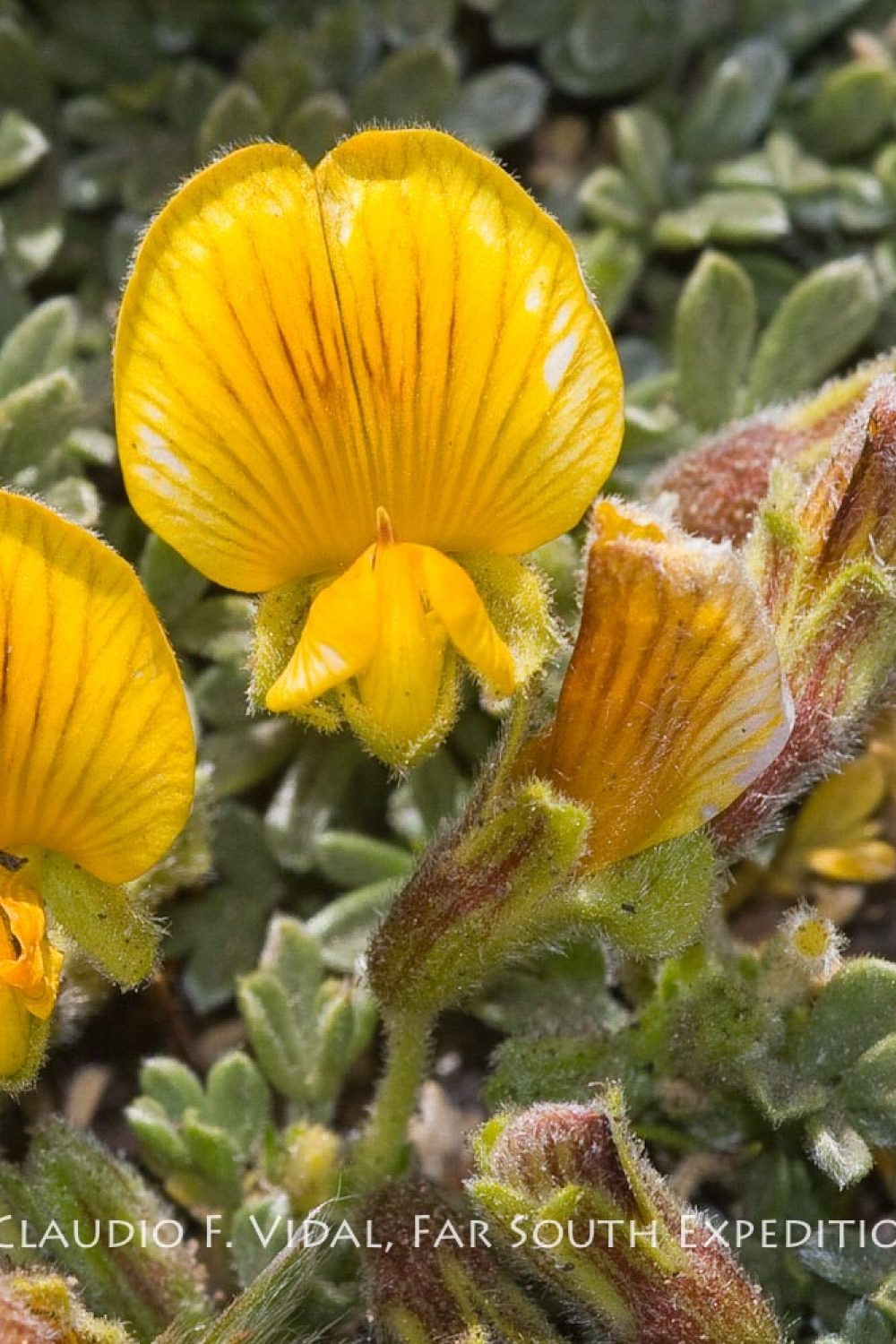 Patagonia Botanical Tour-7515