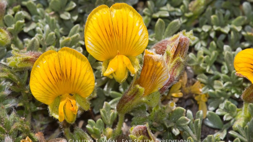 Patagonia Botanical Tour-7515