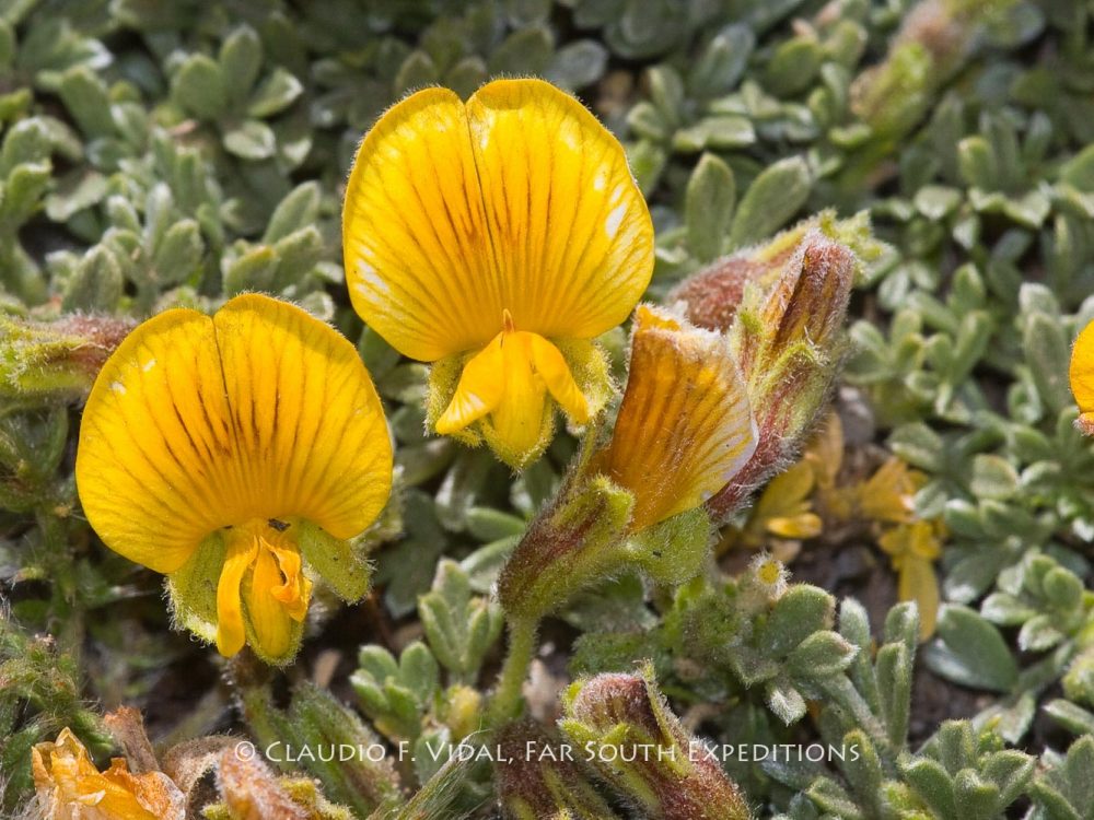 Patagonia Botanical Tour-7515