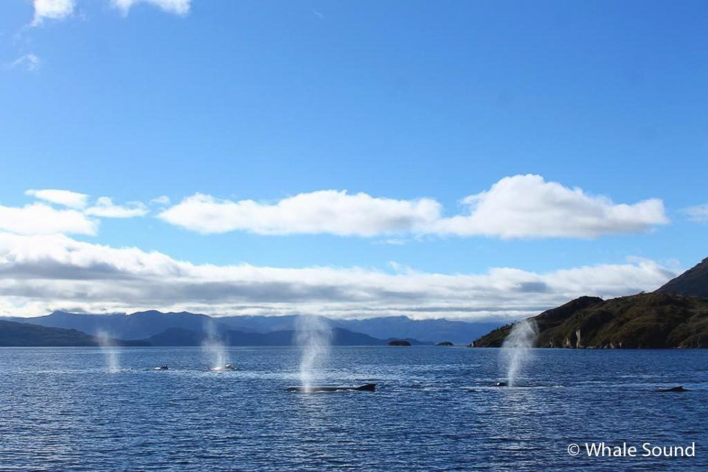 Patagonia Humpback Whales Trips
