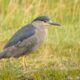 Black-crowned Night Heron – A fascinating and fabled Bird