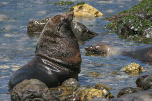 Lobos finos presentes en aguas Chilenas