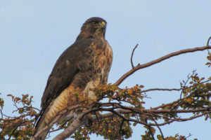 Rufous-tailed Hawk, Buteo ventralis, an uncommon Bird of Prey from Patagonia