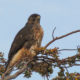 Rufous-tailed Hawk, Buteo ventralis, an uncommon Bird of Prey from Patagonia