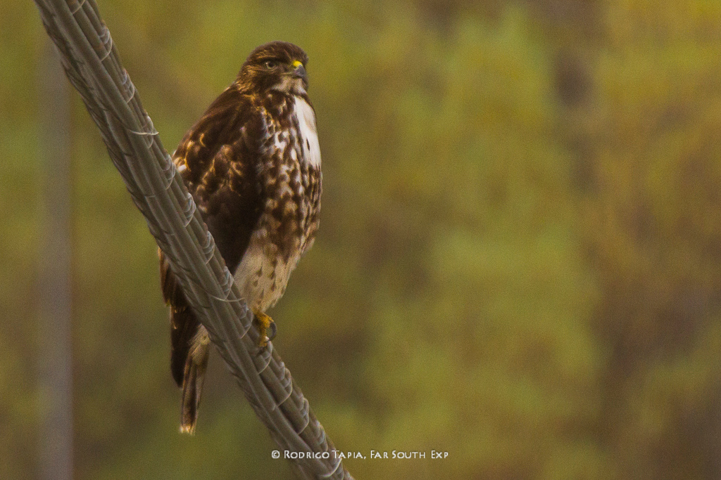 Buteoventralis-003 Rufous-tailed Hawk © Rodrigo Tapia, Far South Expeditions
