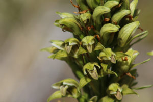 Orquídeas, adornando con belleza la Patagonia Austral