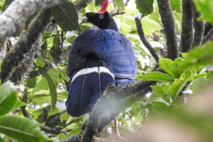 Conservando el hábitat del Pavo de Cacho en Guatemala