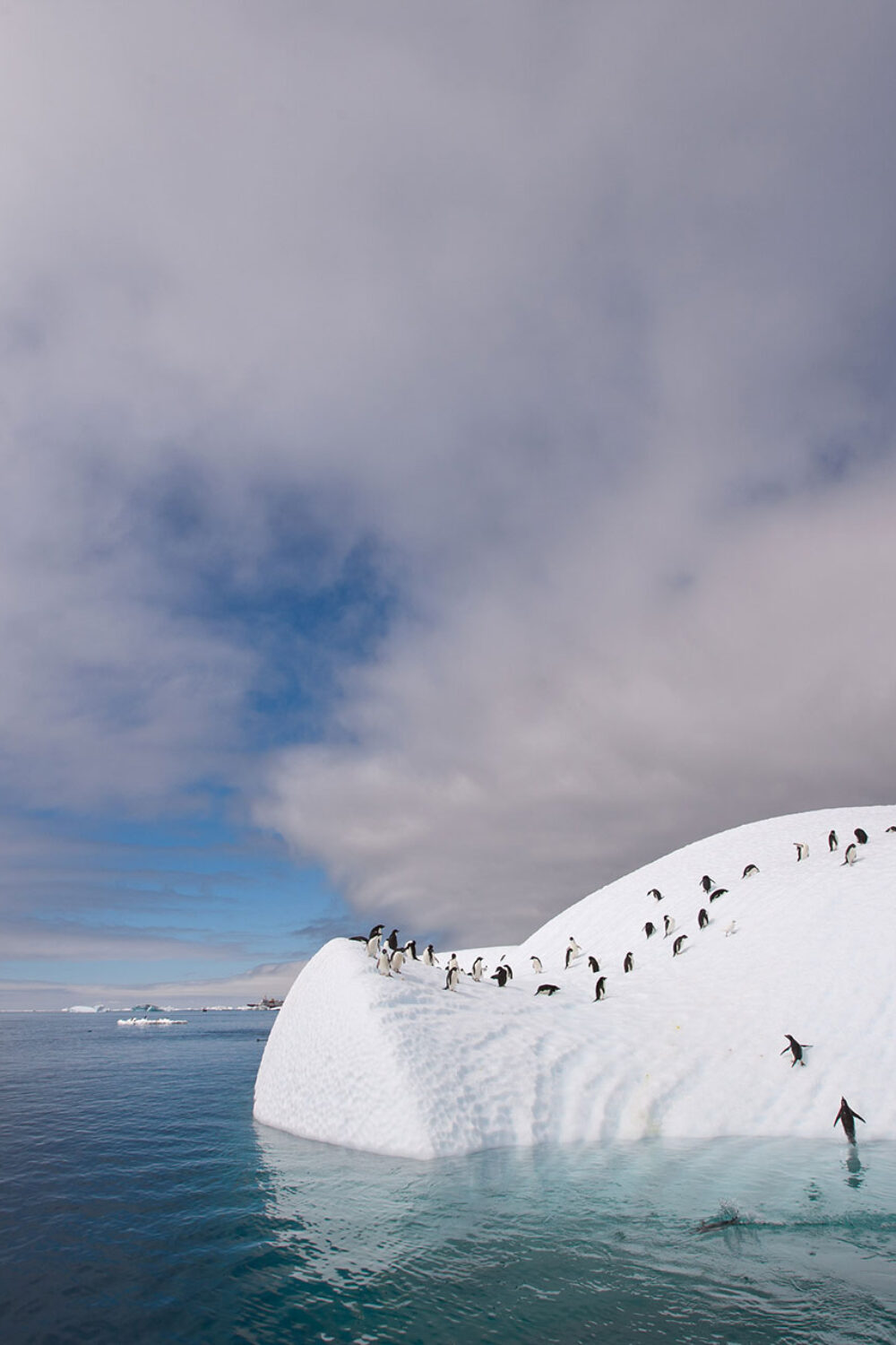AdeliePenguins2_Iceberg_CheesemansEcologySafaris.jpg