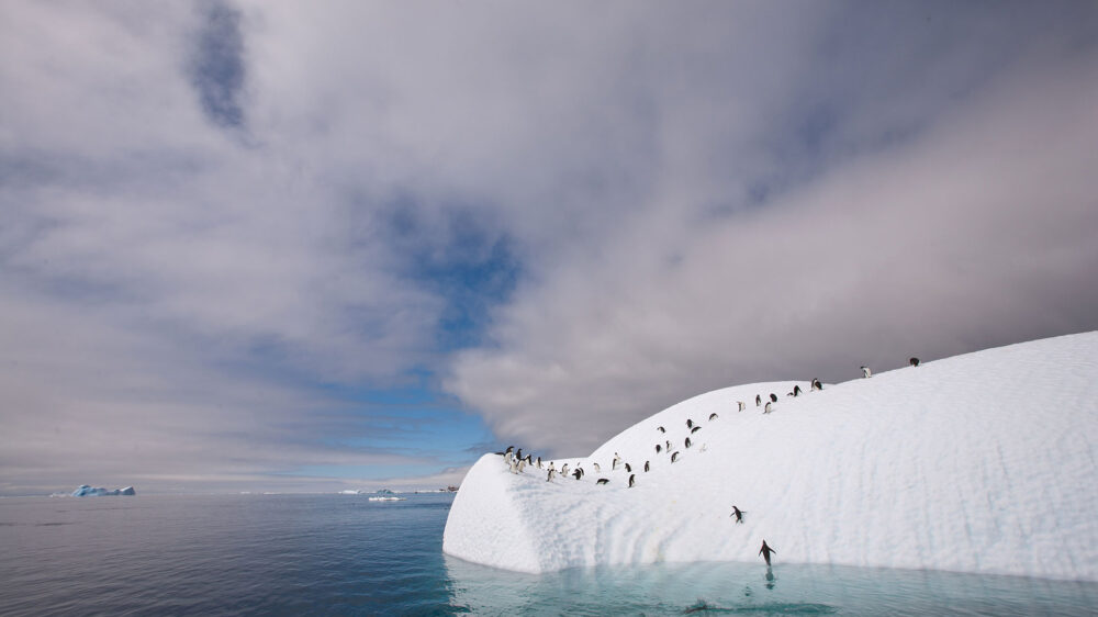 AdeliePenguins2_Iceberg_CheesemansEcologySafaris.jpg