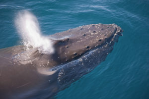 Humpback Whales – Giants of the Strait of Magellan