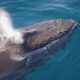 Humpback Whales – Giants of the Strait of Magellan