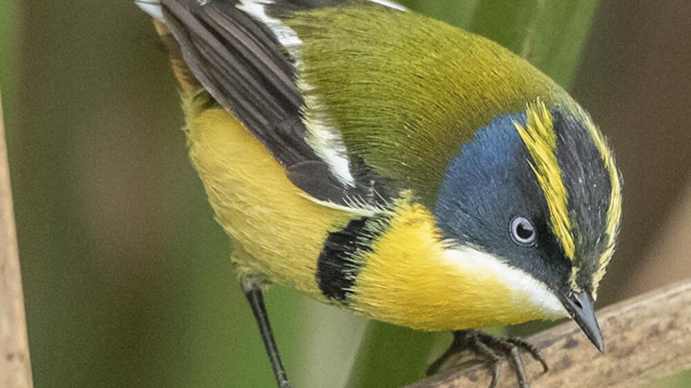 birding Chile trip far south expeditions