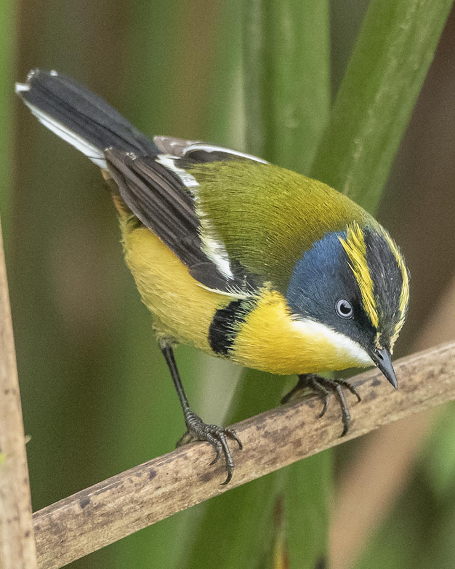 birding Chile trip far south expeditions